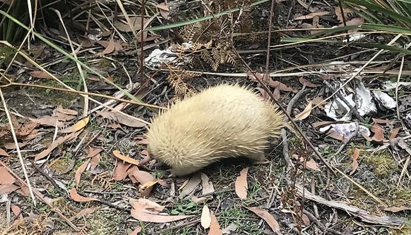 A rare albino echidna on Bruny Island. Picture: Honorata and Seb Pasek