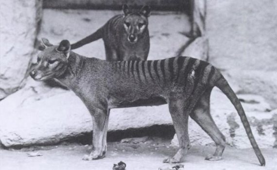 A pair of thylacines, male and female, in an American zoo, 1902