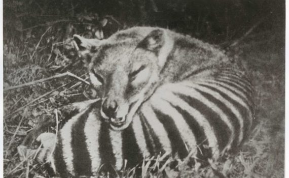 A thylacine. Flickr: Tasmanian Archive and Heritage Office