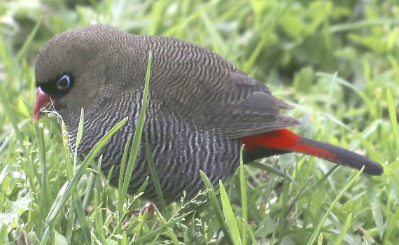 A beautiful firetail finch